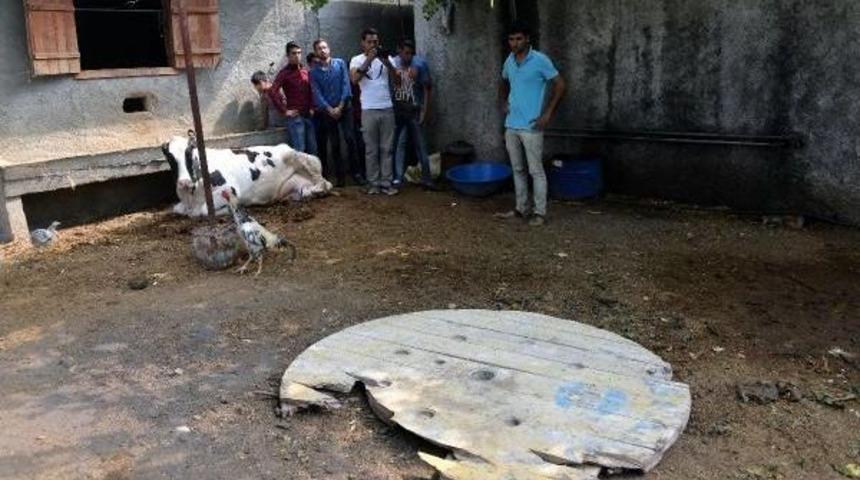 1 G&uuml;nl&uuml;k Buzağıyı Kurtarmak Isterken &Ouml;ld&uuml; (2)