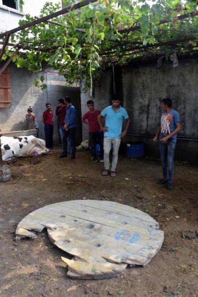 1 G&uuml;nl&uuml;k Buzağıyı Kurtarmak Isterken &Ouml;ld&uuml; (2) 1