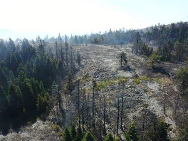 Bilecik Ve Kütahya daki Orman Yangınları Kontrol Altında 1