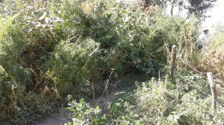 Y&uuml;ksekova'da 2 Bin 315 K&ouml;k Hintkeneviri Ele Ge&ccedil;irildi