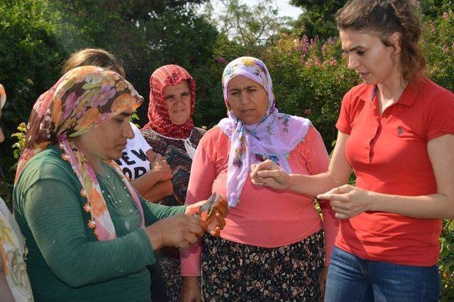 "g&uuml;l Yetiştiriciliğ Kursu" Sona Erdi 1