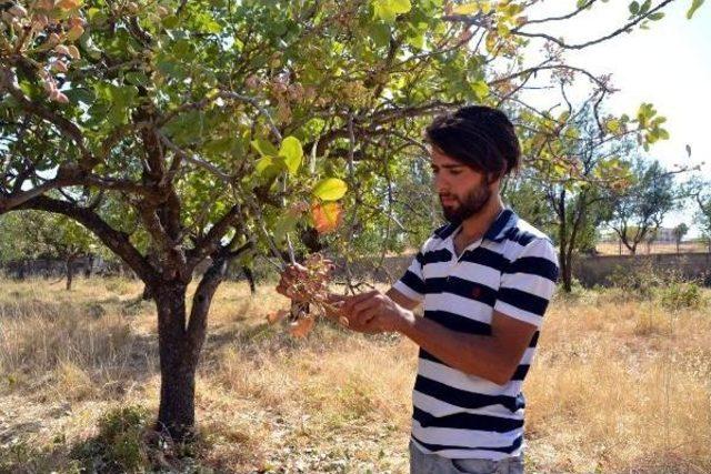 Tarım Okulu'ndan Aldığı Sertifika Ile Hayatı Değişti