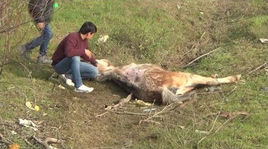 &Ccedil;ocukların Dere Yatağındaki Atı Kurtarma &Ccedil;abası Sonu&ccedil;suz Kaldı