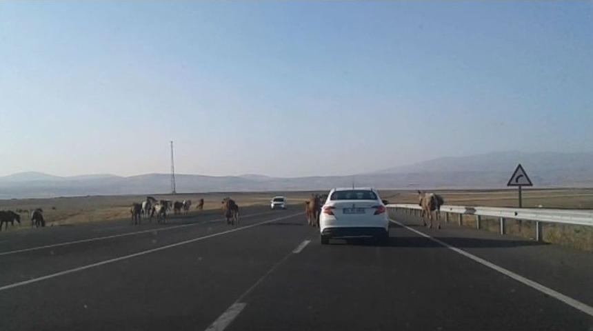 Kars&rsquo;ta, Başıboş Atlar Tehlike Yaratıyor