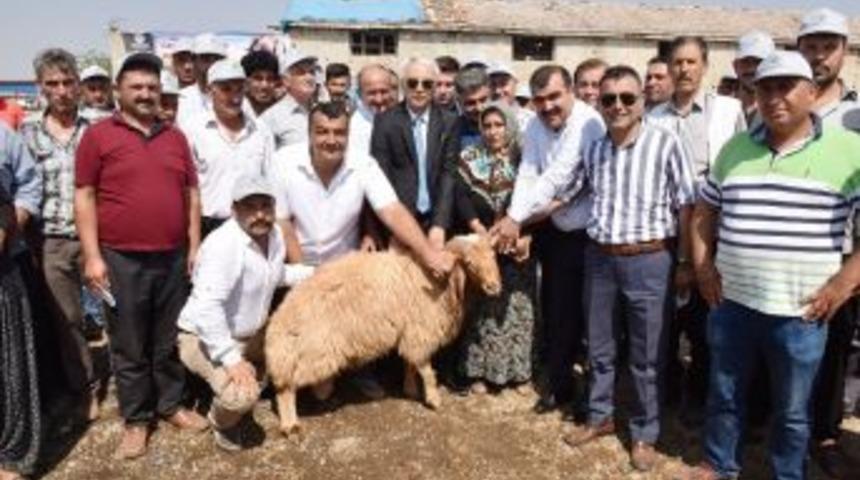 İmamoğlu Ve Aladağ&rsquo;a Damızlık Ko&ccedil; Desteği