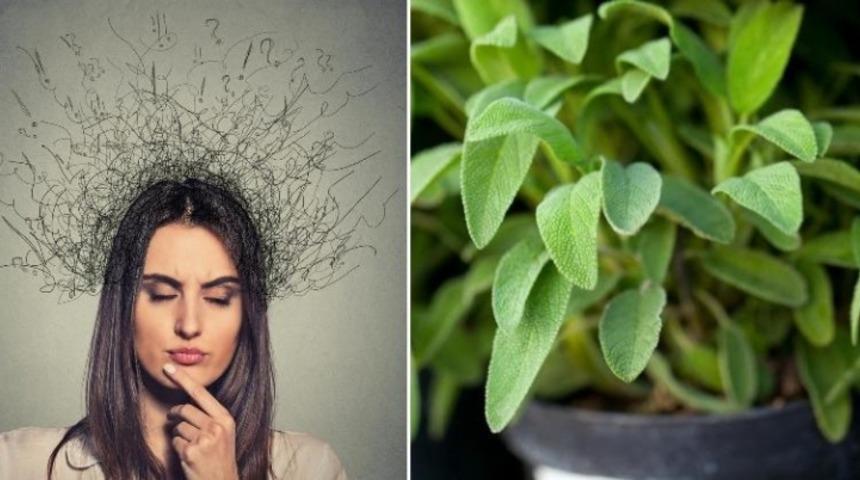 Yetiştirmesi Kolay Bu 5 Bitki Odaklanmayı Artırıyor