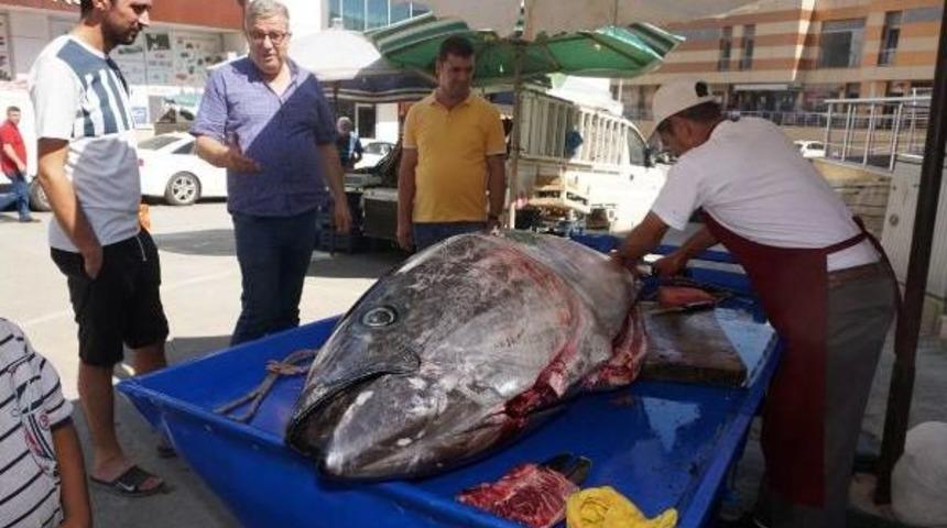 Saros K&ouml;rfezi'nde Dev Grany&ouml;z Balık&ccedil;ı Ağlarına Takıldı