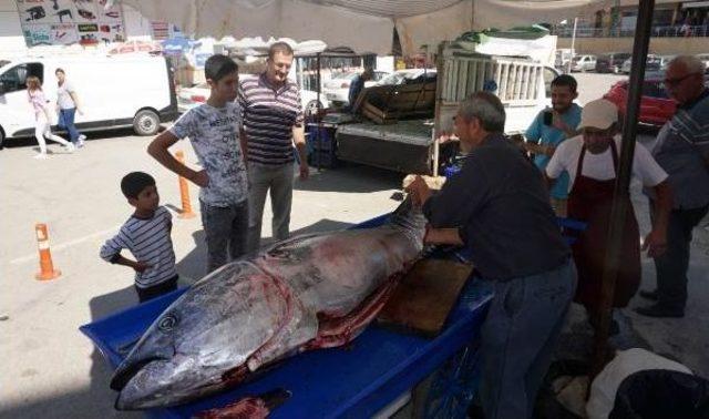 Saros Körfezi'nde Dev Granyöz Balıkçı Ağlarına Takıldı