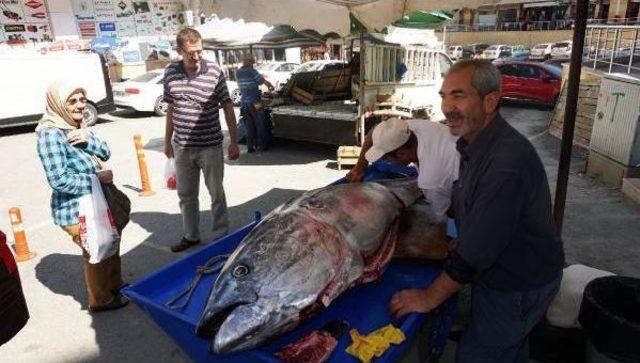 Saros Körfezi'nde Dev Granyöz Balıkçı Ağlarına Takıldı