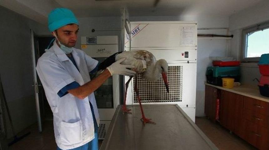 Yaralı Leylek Ve Atmaca Sağlıklarına Kavuşturuldu