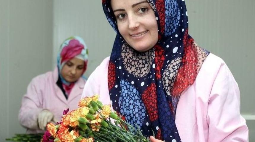 &Ccedil;i&ccedil;ek İhracat&ccedil;ısı, &ldquo;ruble&rdquo; Krizini Fırsata &Ccedil;eviriyor