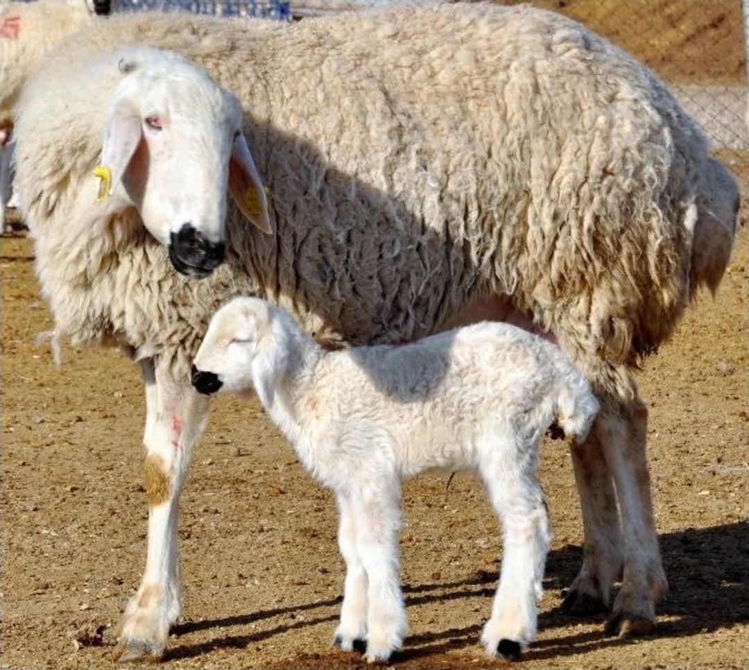 (&ouml;zel Haber) &Ccedil;obanlar Eğitimden Ge&ccedil;iyor