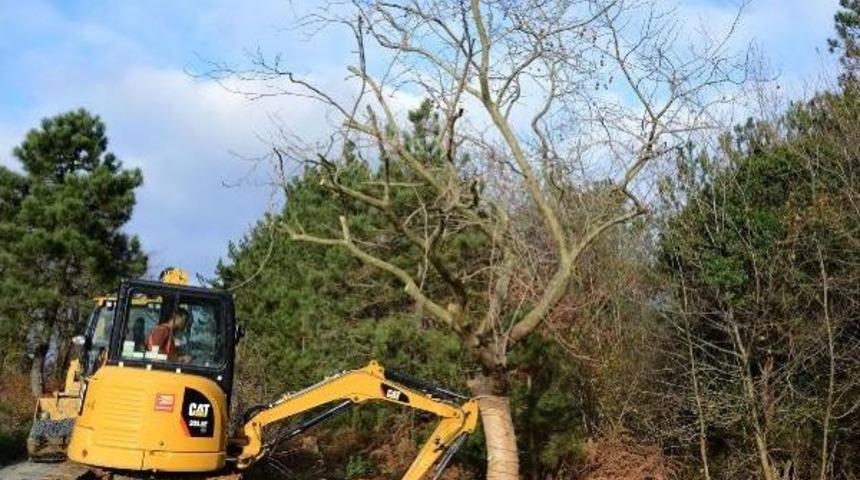 Ağa&ccedil;ları Kesmeyip Taşıyorlar