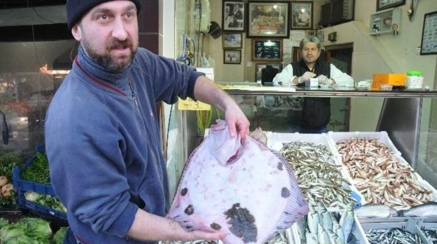 Kalkan Balığının Fiyatı Uçtu