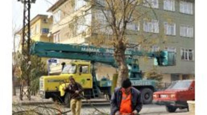 Ağaçlara Kış Bakımı