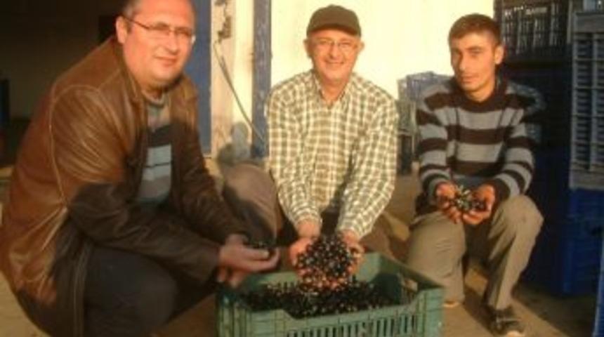 Tariş Gemlik Tipi Zeytin Alımına Başladı