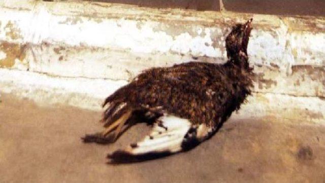 Nesli Tükenen Mezgeldek Kuşunu Vuran Avcıya 1 Yıl 8 Ay Hapis Cezası