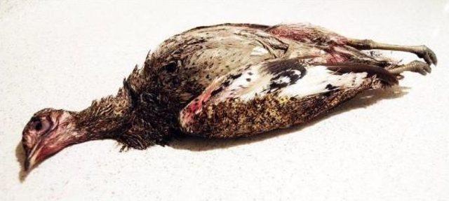 Nesli Tükenen Mezgeldek Kuşunu Vuran Avcıya 1 Yıl 8 Ay Hapis Cezası