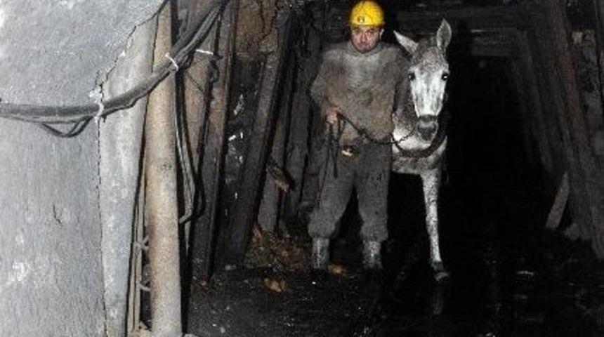 Madenin Emektar Katırları &Uuml;retime Katkı Sağlıyor