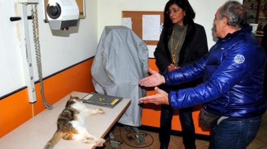 T&uuml;fekle Vurulan Kedi Telef Oldu