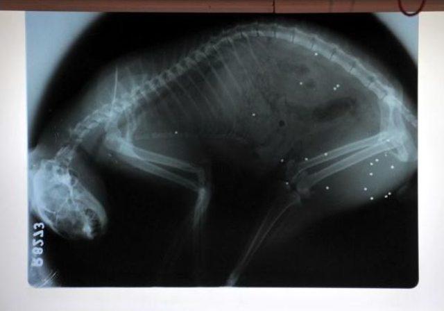 T&uuml;fekle Vurulan Kedi Telef Oldu 1