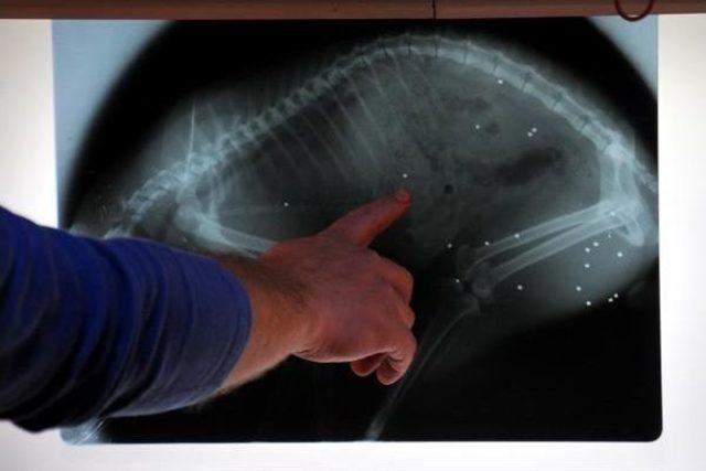 T&uuml;fekle Vurulan Kedi Telef Oldu 2