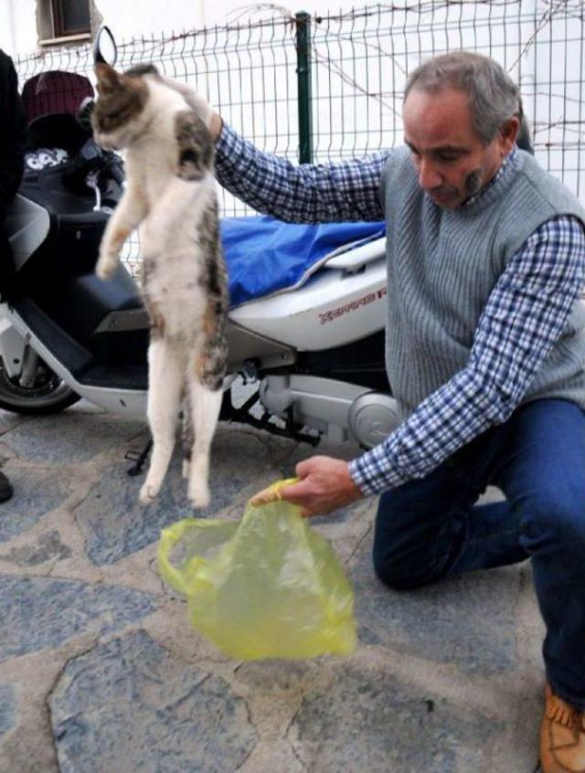 T&uuml;fekle Vurulan Kedi Telef Oldu 3