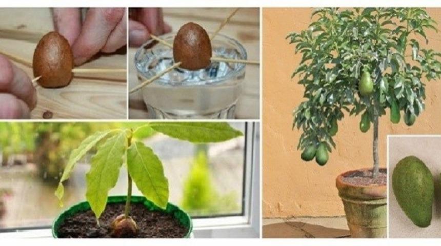 Evde avokado nasıl yetiştirilir diyenler i&ccedil;in 6 p&uuml;f noktası
