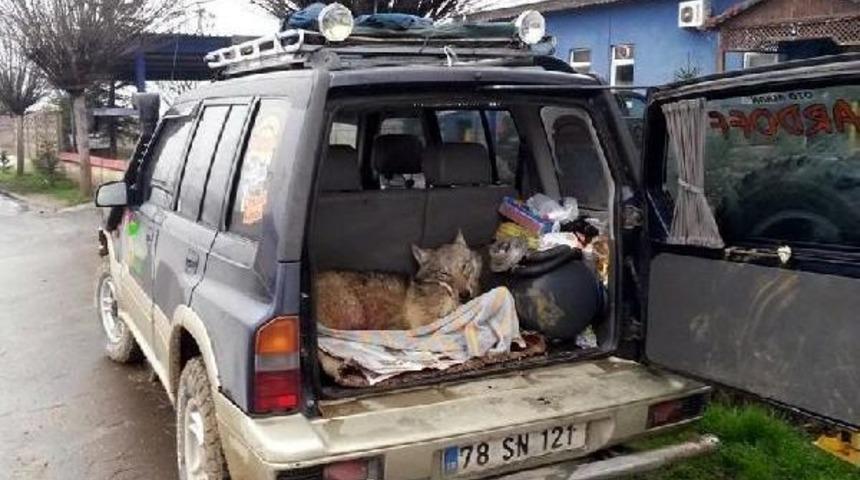 Ara&ccedil; &Ccedil;arpan Kurt Telef Oldu