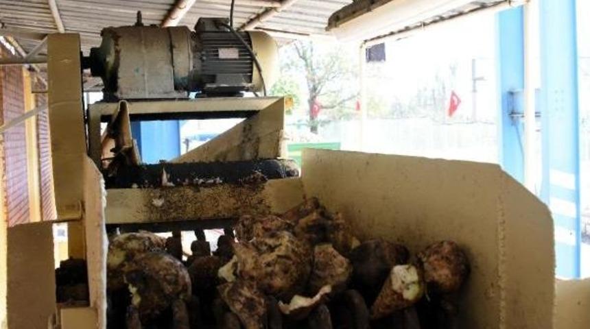 Atat&uuml;rk'&uuml;n Mirası Alpullu Şeker Fabrikası Yeniden &Uuml;retime Ge&ccedil;ti