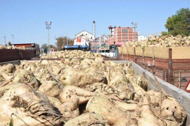 Atatürk'ün Mirası Alpullu Şeker Fabrikası Yeniden Üretime Geçti