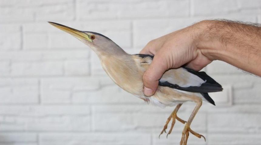 K&uuml;&ccedil;&uuml;k Balaban Yaralı Olarak Berber D&uuml;kkanına Sığındı