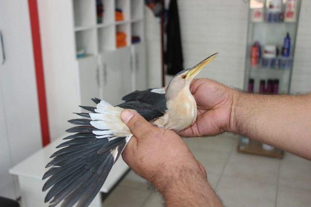 Küçük Balaban Yaralı Olarak Berber Dükkanına Sığındı