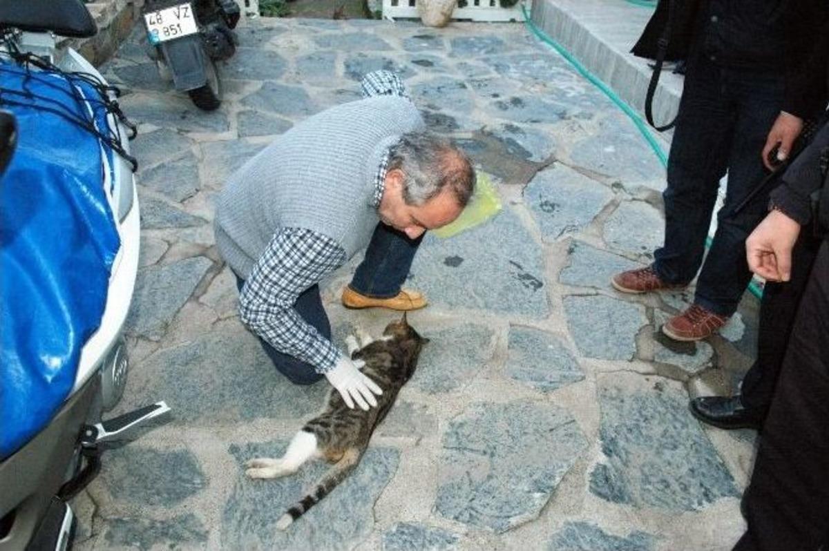 Sokak Kedisi Av T&uuml;feğiyle &Ouml;ld&uuml;r&uuml;ld&uuml;