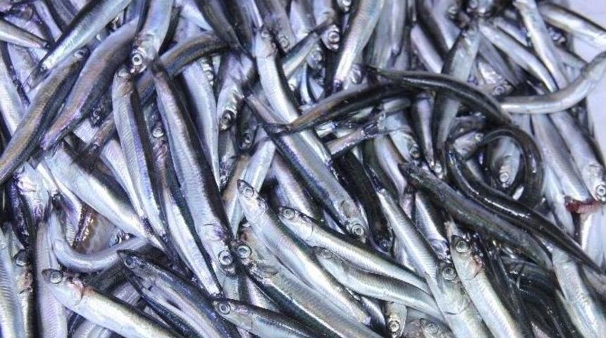 Sıcak Hava Hamsiyi Ka&ccedil;ırttı