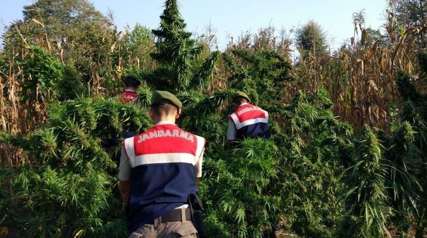 Sakarya&rsquo;da 7 Kilo Esrar Ele Ge&ccedil;irildi