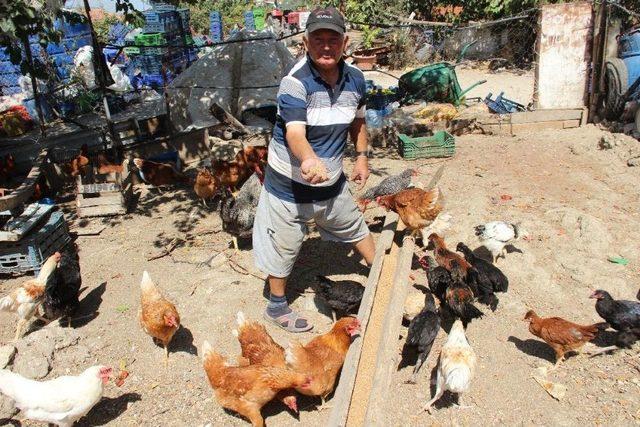 (&ouml;zel Haber) Damgasız 15 Yumurtaya 15 Bin Lira Ceza 1