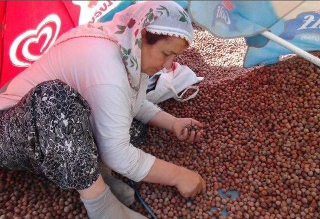 Fındık Üreticisi Ve Tüccar Fındık Fiyatlarından Dertli