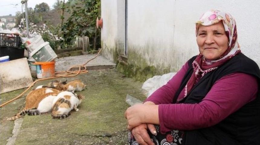 Aldığı Kedinin Yavrularıyla Baş Edemiyor