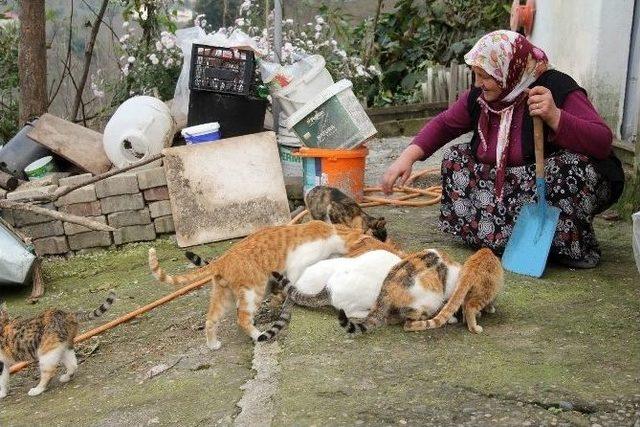 Aldığı Kedinin Yavrularıyla Baş Edemiyor