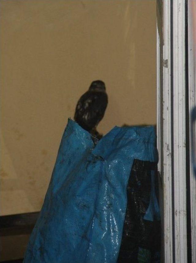 Atmaca Mahsur Kaldı 2