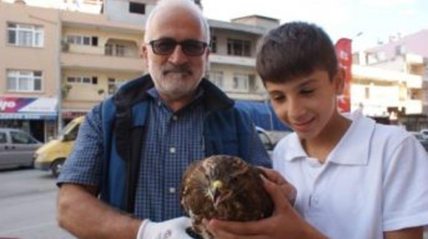 Yaralı Şahin &Ccedil;evre Koruma Derneğine Teslim Edildi