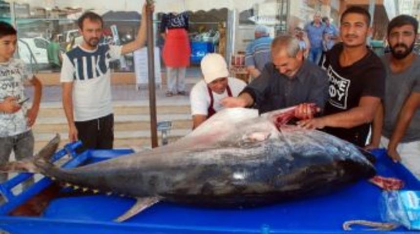 Saros K&ouml;rfezi&rsquo;nde Dev Grany&ouml;z Balığı Yakalandı