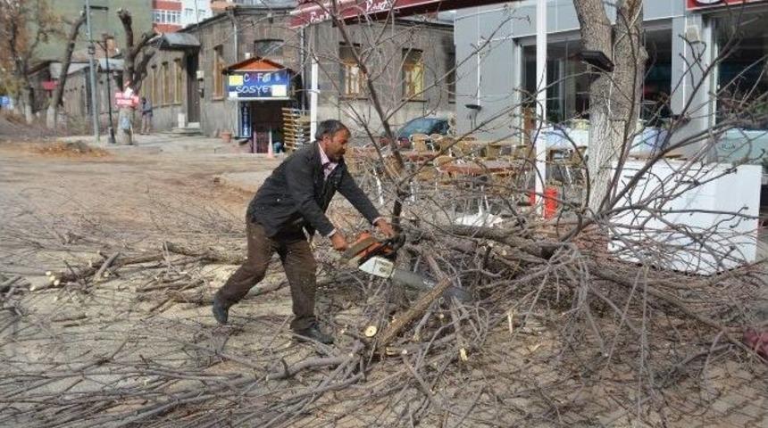 Kars Belediyesi Ağa&ccedil;ları Buduyor