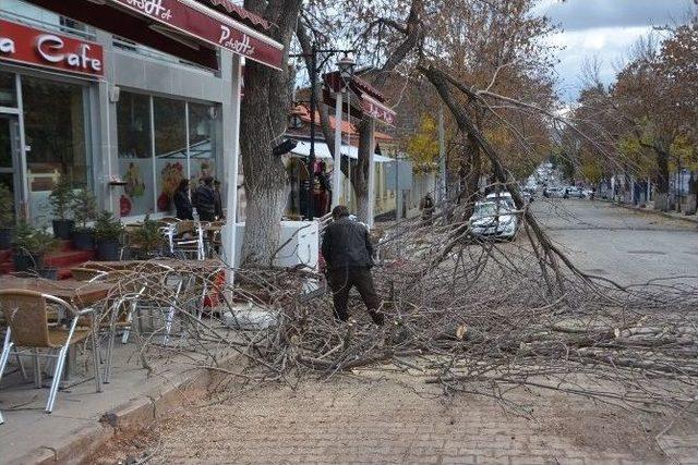 Kars Belediyesi Ağaçları Buduyor