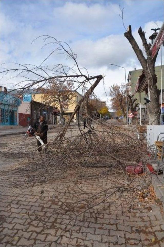 Kars Belediyesi Ağaçları Buduyor