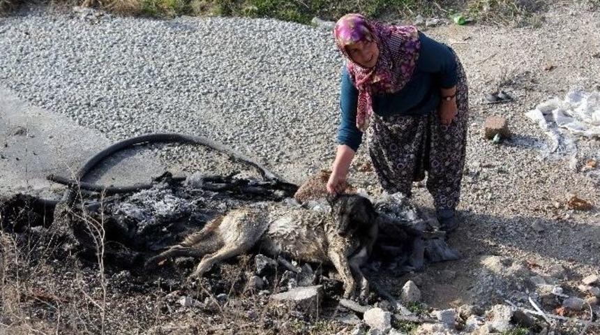 Konya&rsquo;da K&ouml;pek Katliamı