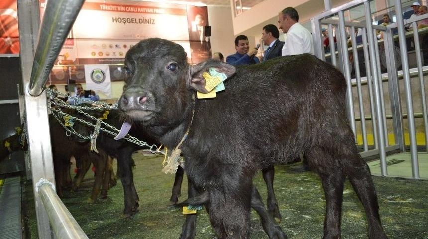 T&uuml;rkiye&rsquo;nin İlk &ldquo;malak Yarışması&rdquo; Afyonkarahisar&rsquo;da Yapıldı