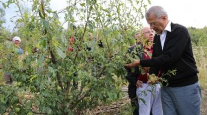 Başkan Tarhan&rsquo;dan Şeftali &Uuml;reticisine Destek