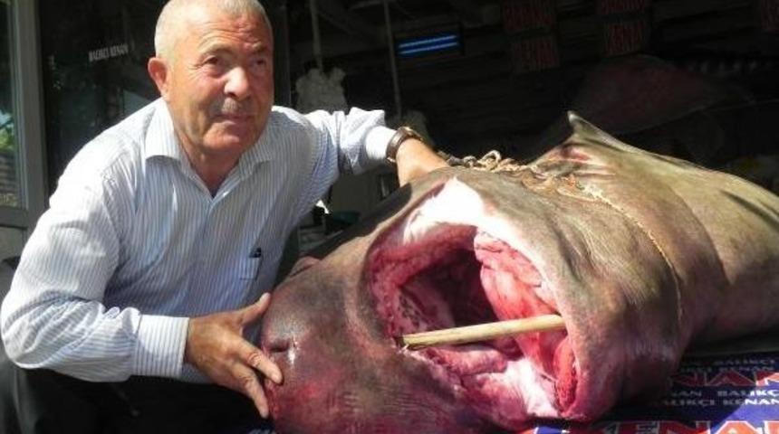 Marmara&rsquo;Da Yakalanan 1.2 Tonluk K&ouml;pek Balığı Ilgi Uyandırdı